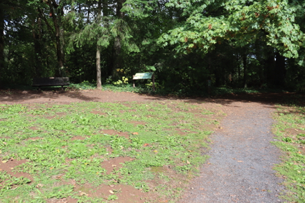 Trail junction of Maple and Wildwood Trails – interpretive display and bench Trail junction of Maple and Wildwood Trails – interpretive display and bench